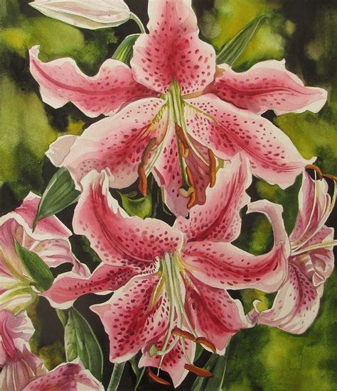 stargazer lily | Watercolor stargazer lily, Stargazer lily, Lily painting