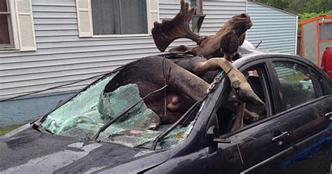 Several Crashes Involving Moose Reported In Maine In Past Week - CBS Boston