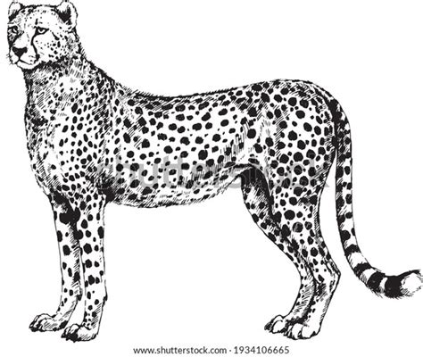 46,615 Cheetah In Black And White Images, Stock Photos & Vectors ...