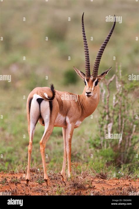 Gazelle horns hi-res stock photography and images - Alamy