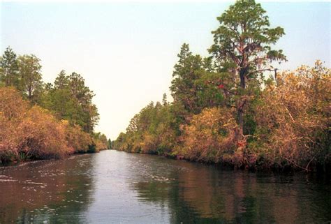 Okefenokee Swamp Camping : Southern U.S.A Culture, History & Travel