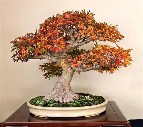 How To Care For Bonsai Trees Indoor in the world Don t miss out | earthysai