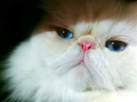 Himalayan cat - Wikiwand