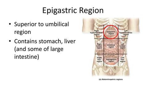 Organs Located In The Epigastric Region