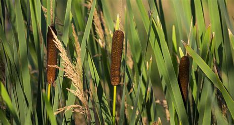 Cattails: Edible Parts of the Abundant, Wild Survival Plant ⋆ Outdoor ...