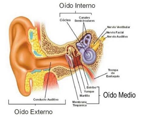 Cuáles son los huesos de los oídos - completa lista para estudiar