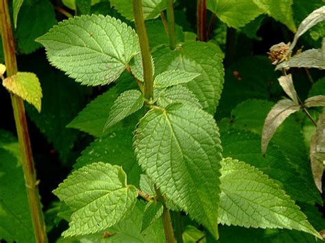 Agastache scrophulariifolia (purple giant-hyssop): Go Botany