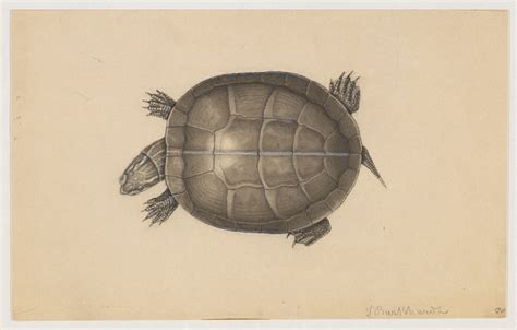 Turtle (top view) | 1 turtle drawing (8 x 11 cm.) Repository… | Flickr