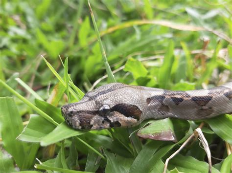 Serpiente Bécquer - Serpientes de Costa Rica