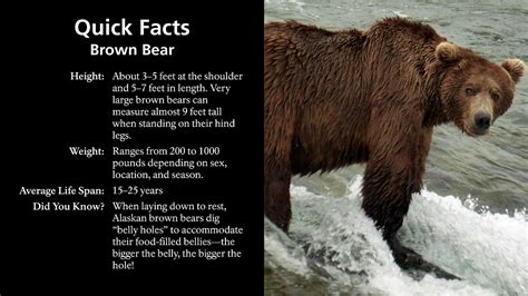 50 Unbelievable Interesting Facts About Alaska: Ultimate Guide 2024