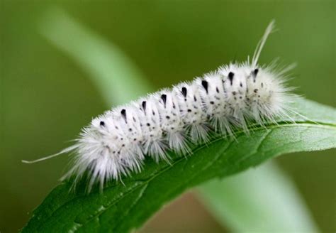 The Hickory Tussock Caterpillar - Marshmallow Ranch