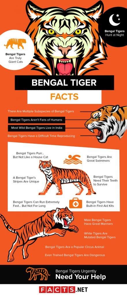 Top 17 Bengal Tiger Facts - Diet, Habitat, Speed & More - Facts.net