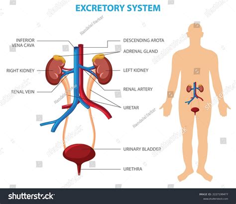 Excretory System Clipart