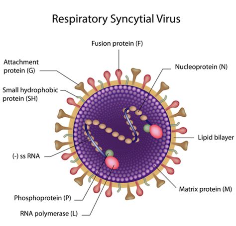 Experimental Respiratory Syncytial Virus Infection Therapy Shows ...