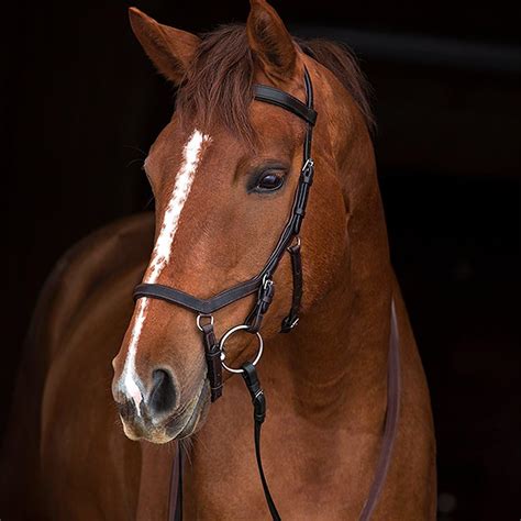 Horseware Rambo Micklem Competition Bridle No Reins Cob Black: Amazon ...