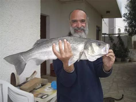 European Sea Bass | Fishing Photo