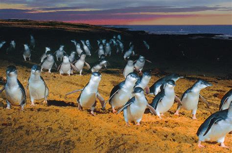 Phillip Island: Penguins, Koalas & Kangaroos Tour - NA April 2024