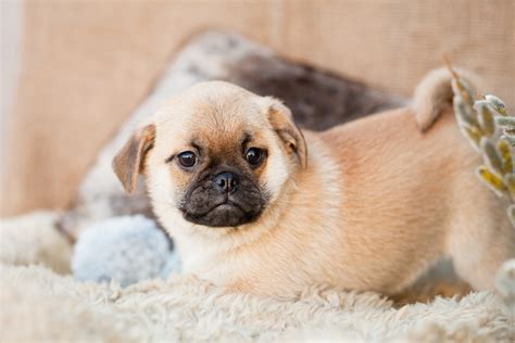 Adorable Puggles – Kellys Kennels