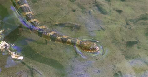 Discover 8 Types of Water Snakes - A-Z Animals