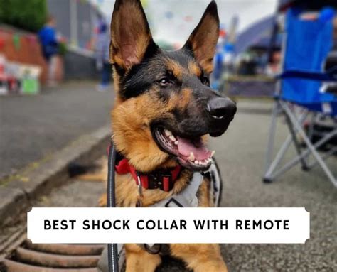 The 5 Best Shock Collar with Remote! (2024)