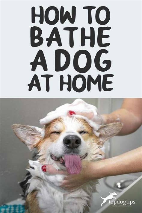 Dog Bathing Tips: How to Give a Dog a Bath – Top Dog Tips in 2024 | Dog ...