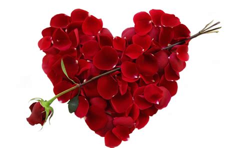 Uncovering the Secret Language of Valentine’s Day Flowers - The North ...