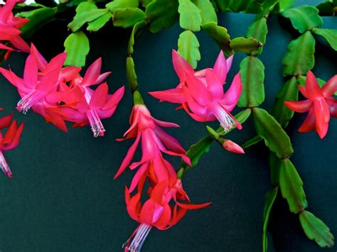 Christmas Cactus Bloom Cycle - Tips On Getting Christmas Cactus Plants ...