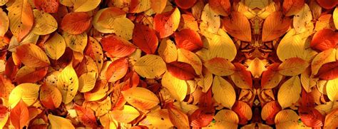 Free Fall, Autumn, Defoliation Background Images, Autumn Leaves Autumn ...