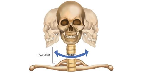 Pivot Joint Neck