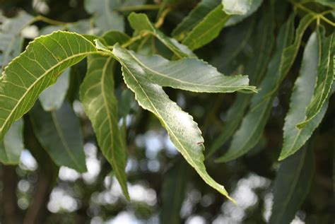 Pecan Leaves | Pecan tree, Plant leaves, Growing plants