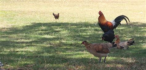 Foul fowl: Hawaii locals overwhelmed by wild chickens | Courthouse News ...