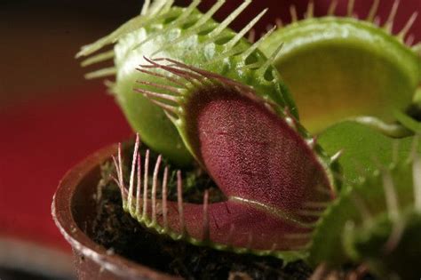 How the Venus Flytrap Kills and Digests Its Prey | Live Science