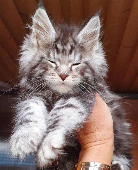 Maine Coon Kitten Ready for Adoption atlanta, Georgia, - Clasitronicos