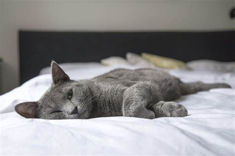 What To Know About Your Cat's Surgery Pre and Post-Op Care