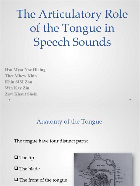 The Articulatory Role of The Tongue in Speech 2 4 | PDF