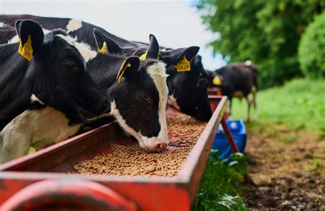 Why Soybean Meal Dominates the Animal Feed Market