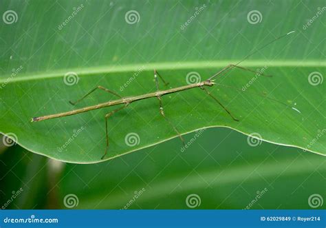 Phasmatodea stock afbeelding. Image of sluit, camouflage - 62029849