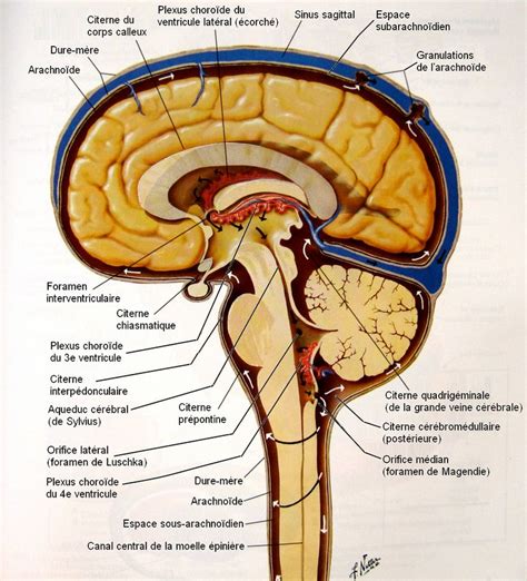 31 mars - 8 -fr | Anatomie du cerveau, Anatomie du corps, Livre anatomie