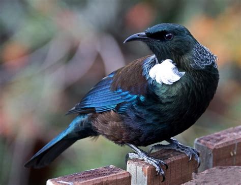 Tui | New Zealand Birds Online | Beautiful birds, Tui bird, Pet birds