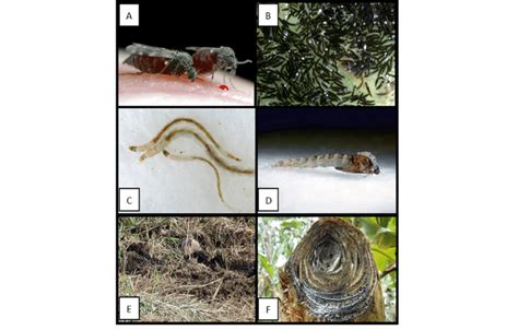 Life cycle and developmental substrates of Culicoides biting midges ...