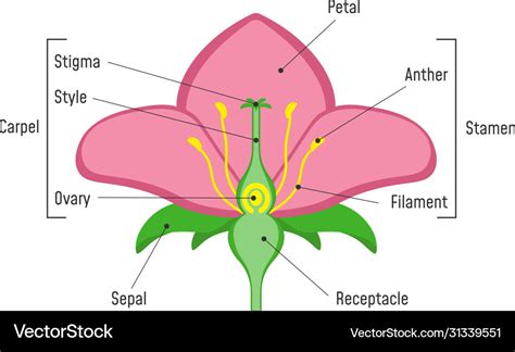 Flower Function Biology | Best Flower Site