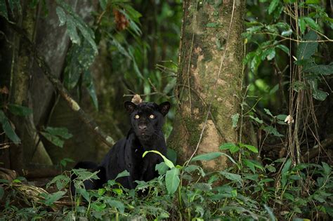 Amazon Rainforest Animals Black Jaguar