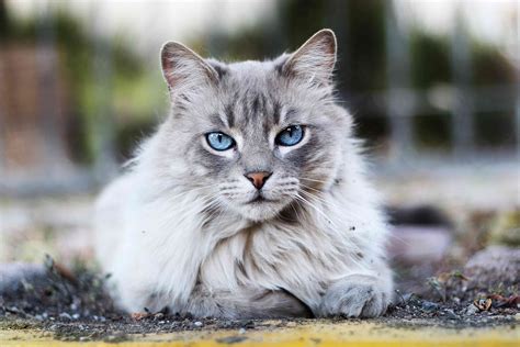 14 Cute Cat Breeds Anyone Will Love