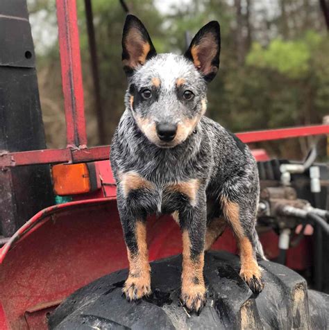 Australian Cattle Dog Vs Blue Heeler Whats The Difference