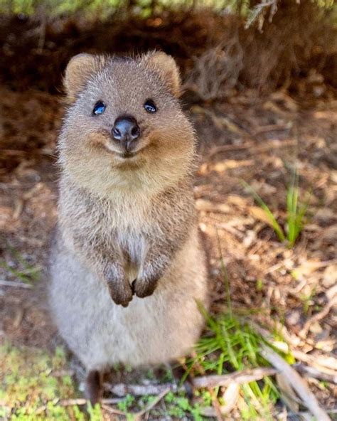 quokka on Instagram: “Its smile can cure everything ~ . . . credit ...