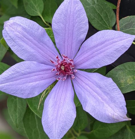 Clematis Bernadine | Brushwood Nursery, Clematis Specialists