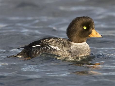 most unique waterfowl from michigan | Page 2 | Michigan Sportsman ...