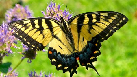 Which Type of Butterfly Are You? - A-Z Animals