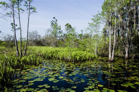 Okefenokee Swamp Park & Adventures