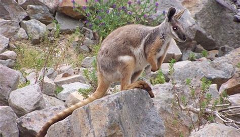 Natural Habitat of Wallabies | Animals - mom.me